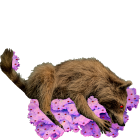 1585288208 1468 FT0 Raccoon